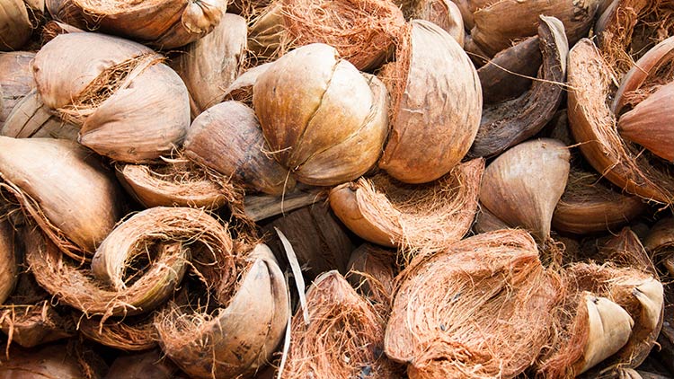 fibre di cocco e pezzi di buccia di cocco non lavorati