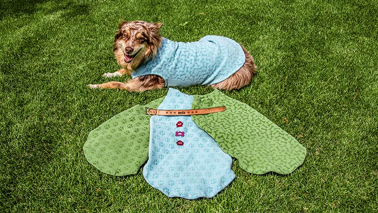 acercamiento de accesorios para perros grabados por láser